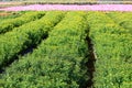 Florist\'s Daisy or Chrysanthemum Flowers growing in the plantation