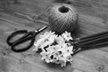 Florist scissors with white narcissi and ball of twine