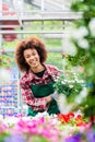 Florist smiling while holding a beautiful potted daisy flower plant for sale