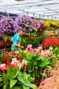 Florist truncates and arranges flowers and plants Royalty Free Stock Photo