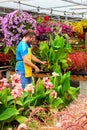 Florist truncates and arranges flowers and plants Royalty Free Stock Photo