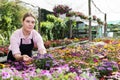 florist woman working in sunny greenhouse Royalty Free Stock Photo