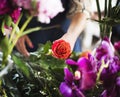 Florist working in the flower shop vintage style Royalty Free Stock Photo