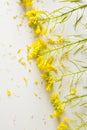 Florist, worktable with wild yellow flowers Royalty Free Stock Photo