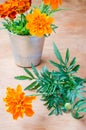Floristic background with marigold flower on wooden table. Royalty Free Stock Photo