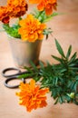 Floristic background with old vintage scissors and marigold flower. Royalty Free Stock Photo