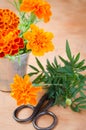 Floristic background with old vintage scissors and marigold flower. Royalty Free Stock Photo