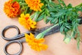 Floristic background with old vintage scissors and marigold flower. Royalty Free Stock Photo