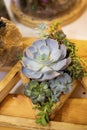 Floristic composition of a variety of succulents in a wooden box pot