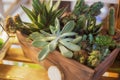 Floristic composition of a variety of succulents in a wooden box pot