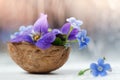 Floristic composition with violets and forget-me-not flowers in a nutshell against beautiful bokeh background. Royalty Free Stock Photo