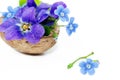 Floristic composition with violets and forget-me-not flowers in a nutshell against beautiful bokeh background. Royalty Free Stock Photo