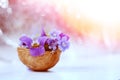 Floristic composition with violets and forget-me-not flowers in a nutshell against beautiful bokeh background. Royalty Free Stock Photo
