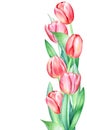 Floristic composition with watercolor hand drawn red pink tulip flowers on white background Royalty Free Stock Photo