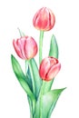 Floristic composition with watercolor hand drawn red pink tulip flowers on white background Royalty Free Stock Photo