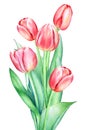 Floristic composition with watercolor hand drawn red pink tulip flowers on white background Royalty Free Stock Photo