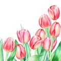 Floristic composition with watercolor hand drawn red pink tulip flowers on white background Royalty Free Stock Photo