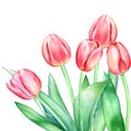 Floristic composition with watercolor hand drawn red pink tulip flowers on white background Royalty Free Stock Photo