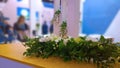 Floristic decor of recreation and networking zone for meeting in expo centre. Green plants and flowers. Business Office interior