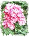 Floral watercolor phlox