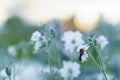 Floristics, botany concept - delicate bee on little white flowers from lower macro angle against background of sunset Royalty Free Stock Photo