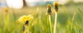 Floristry, women day, mother day, Valentine day, holidays concept - banner meadow with silhouetted yellow dandelions and Royalty Free Stock Photo