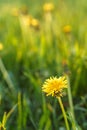 Floristry, women day, mother day, Valentine day, holidays concept - meadow with silhouetted yellow dandelions and Royalty Free Stock Photo