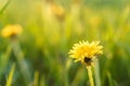 Floristry, women day, mother day, Valentine day, holidays concept - meadow with silhouetted yellow dandelions and Royalty Free Stock Photo