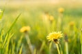 Floristry, women day, mother day, Valentine day, holidays concept - meadow with silhouetted yellow dandelions and Royalty Free Stock Photo