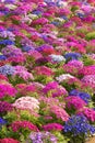 Florists cineraria Royalty Free Stock Photo