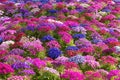 Florists cineraria Royalty Free Stock Photo