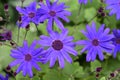 Florists cineraria Royalty Free Stock Photo