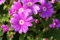 Florists cineraria Royalty Free Stock Photo