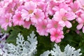 Florists cineraria Royalty Free Stock Photo