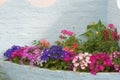 Florists cineraria flowers