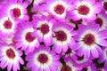 Florists cineraria flowers Royalty Free Stock Photo