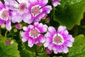Florists cineraria flowers Royalty Free Stock Photo