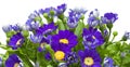 Florists Cineraria Royalty Free Stock Photo