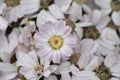 Florists cineraria Royalty Free Stock Photo