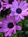 florists cineraria