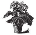 Florists` Cineraria vintage illustration