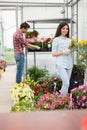 Florists couple working with flowers at a greenhouse Royalty Free Stock Photo