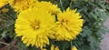 Florists Daisy Chrysanthemum morifolium in garden.