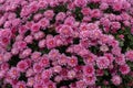 Florists Daisy Chrysanthemum morifolium in garden