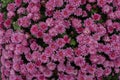 Florists Daisy Chrysanthemum morifolium in garden