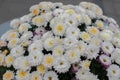 Florists Daisy Chrysanthemum morifolium in garden