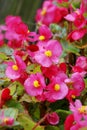 Florists flowering begonia flower Royalty Free Stock Photo