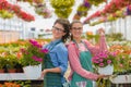 Florists women working with flowers in a greenhouse