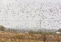 Flosk of Starling in November in Italian Countryside Royalty Free Stock Photo