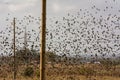 Flosk of Starling in November in Italian Countryside Royalty Free Stock Photo